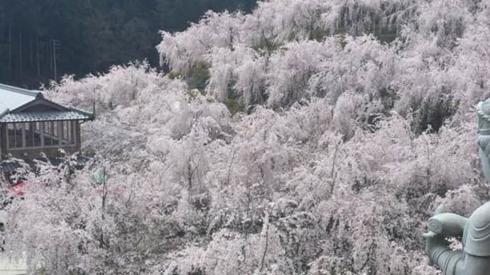 ゆうかの里のしだれ桜も