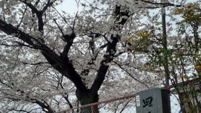雨の日の桜に思う