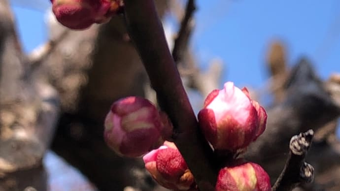 梅 もうすぐ開花