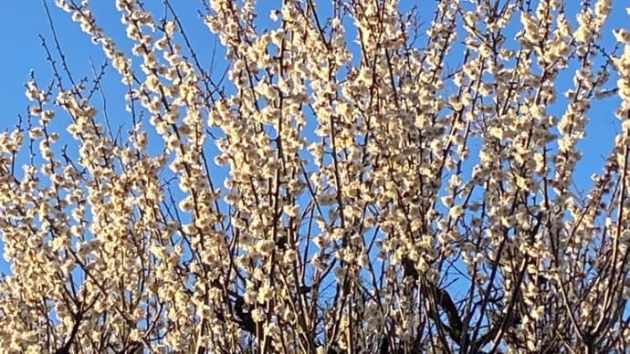 梅満開 2月末