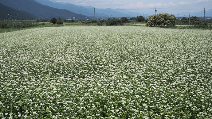 ★信州は夏蕎麦の花が花盛り 2023
