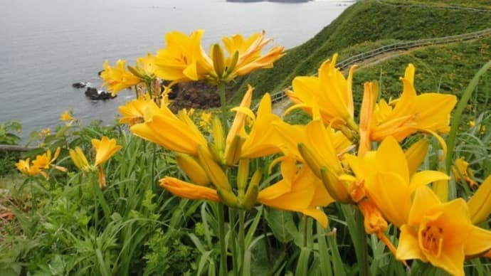 植物と森林の不思議を探るオンライン講座 1回目は佐渡島の自然について