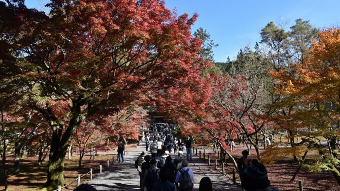 もみじ狩り 京都編4日目 京都市左京区南禅寺福地町 臨済宗大本山南禅寺【7】-1 三門から法堂までのもみじ