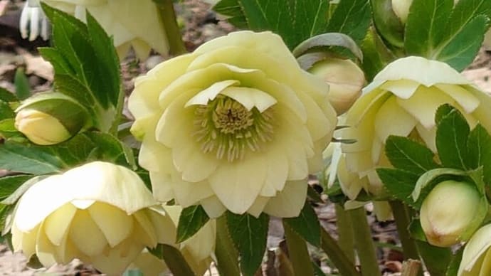 四季の里・ハーブ園の花をアップで