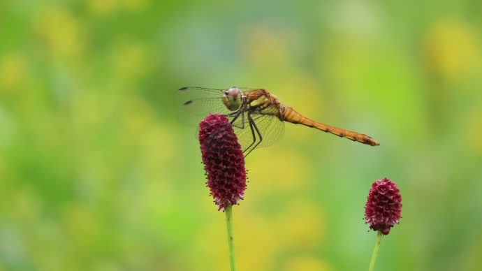 小さな秋見つけたよ🍃🦗