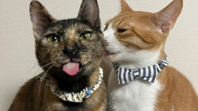 里親募集中!サビ猫、茶白猫好き