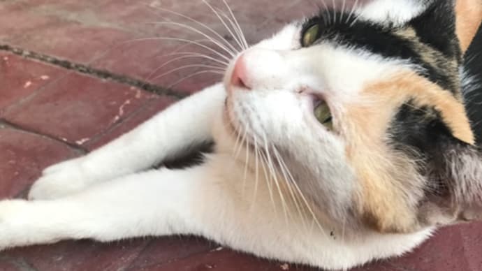 ねことうさぎと。