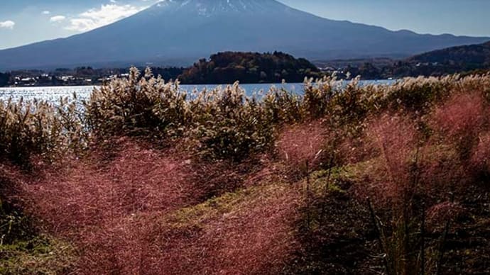 大石公園のバラと冬のアジサイ