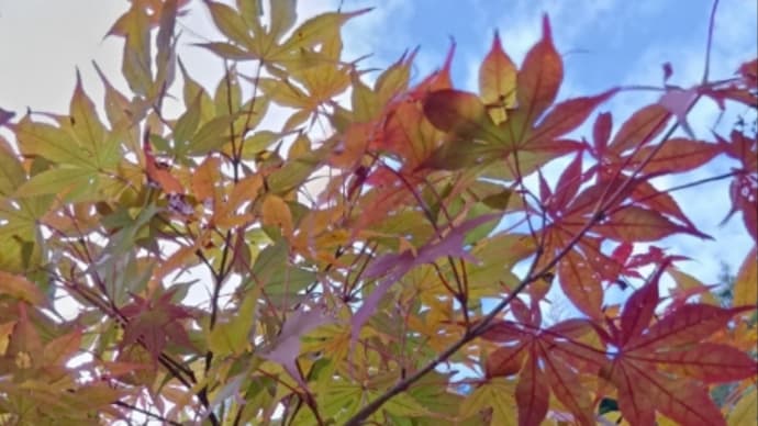 久々の散歩に行ってきました 20240923
