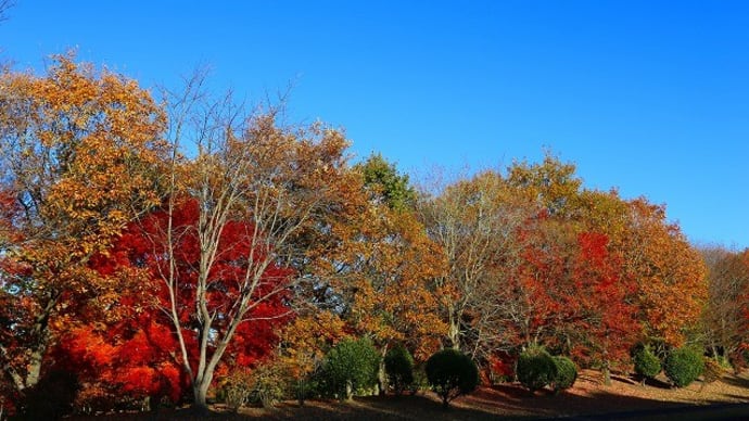 上野原縄文の森の紅葉①