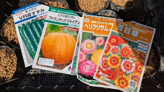 第2弾キュウリの種蒔き