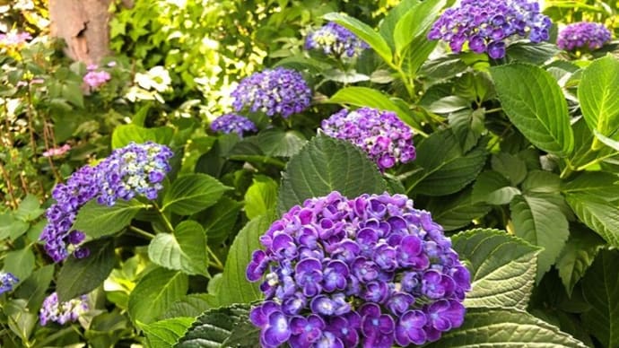 風変わりな紫陽花・・✨🐤♪