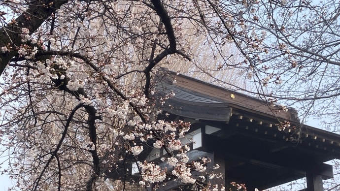 中根寺(chukonji)の桜
