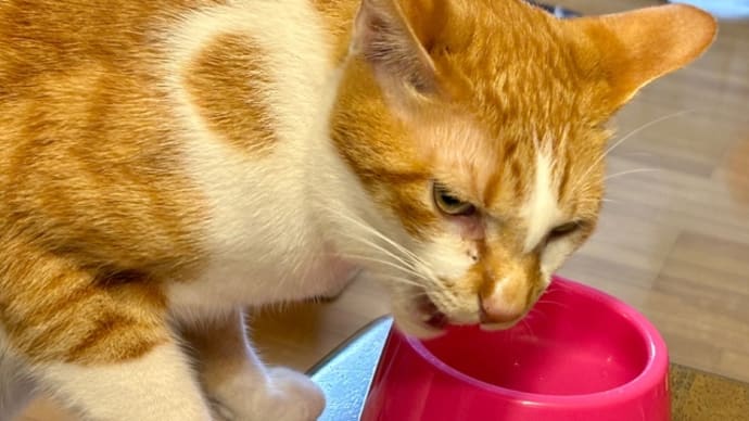 １１月１０日　ココナツのご飯がウマイねん