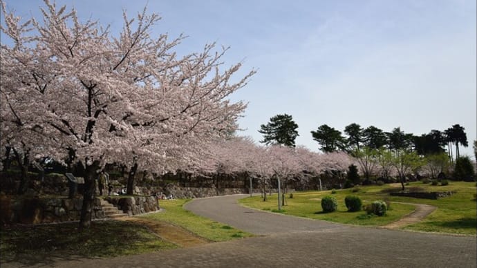 「前橋公園」の 桜
