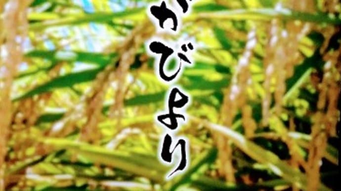 5年産さがびより販売