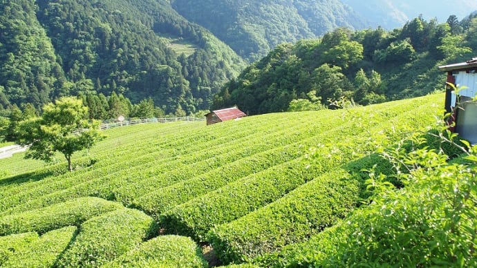 右を見ても左を見ても茶畑ばかり