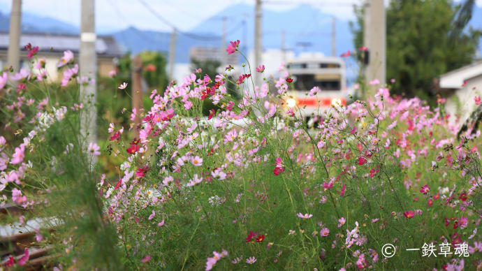 秋桜と赤帯1000系