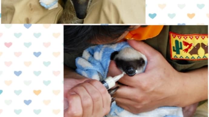 伊豆シャボテン動物公園 その2