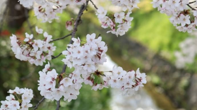 京都下鴨疎水の桜も満開