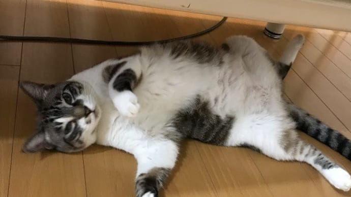ネコのポジション