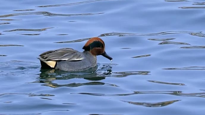 ●過去の犀川の水鳥 コガモ ホシハジロ オオバン キンクロハジロ