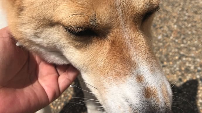 箒で撫でられる犬