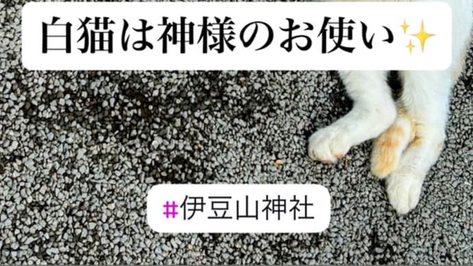 白猫は神様のお使い⛩️✨
