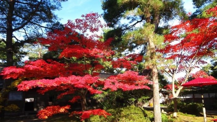 市島邸の紅葉　2023-2