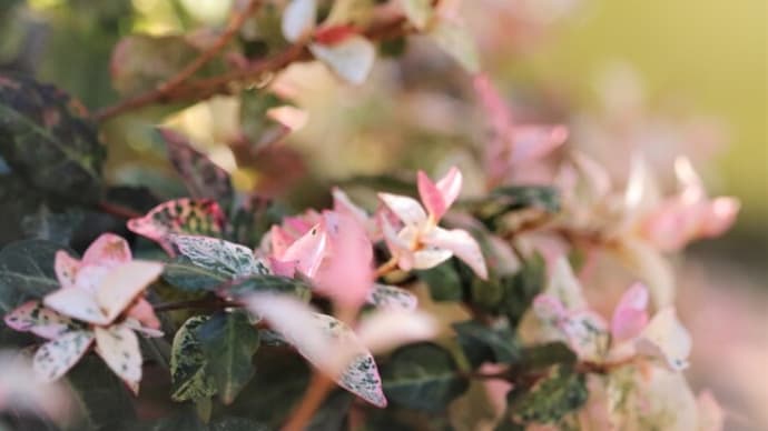 春花壇の準備 一段落