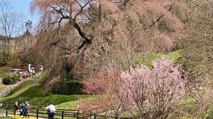 桜はまだちょっと残念