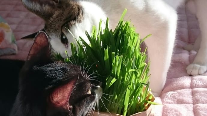 杞憂