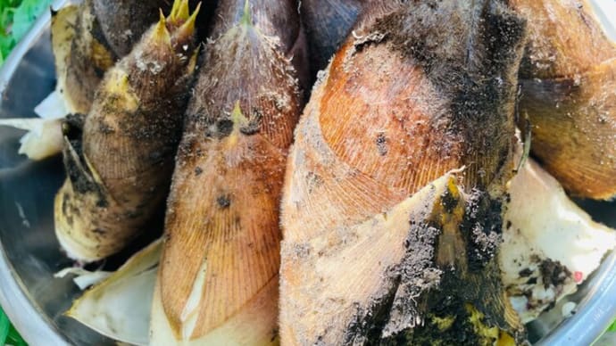 「春の味覚、直営厨房で味わう筍料理 — インディペンデンスヴィレッジ成城西」