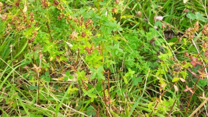 北海道 秋の植物