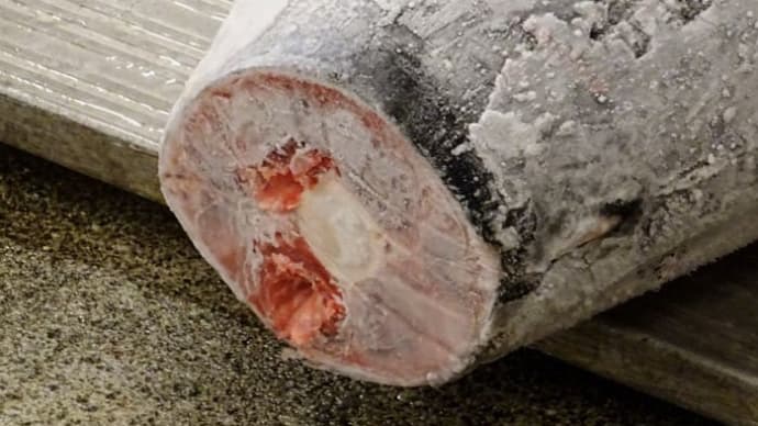 思い出写真 「マグロせり見学」