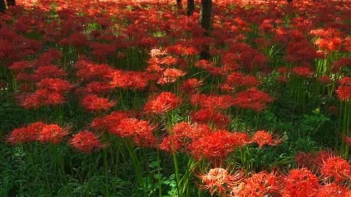 2024年10月 2日(水)の「巾着田曼殊沙華公園」(5)