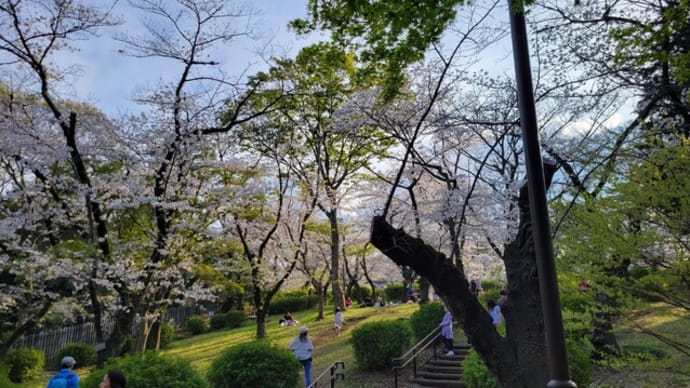満開の桜に囲まれた至福のひと時【横浜三ツ沢公園散歩】
