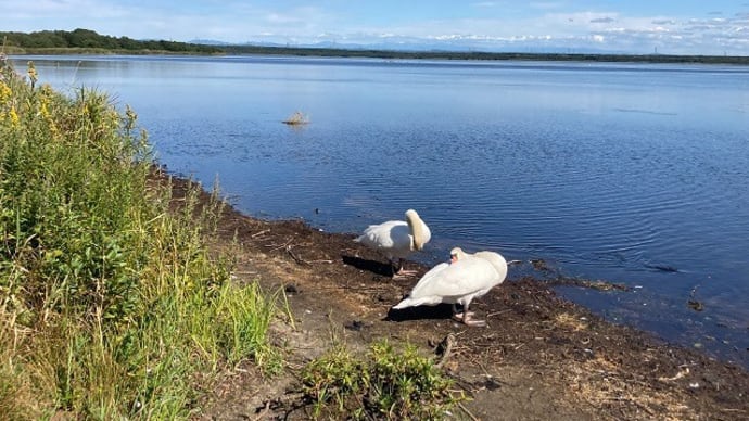 ウトナイ湖 白鳥