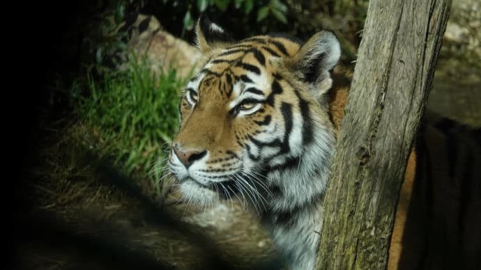 20250409 いしかわ動物園
