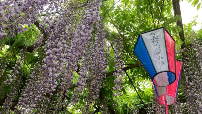 藤の花‼️