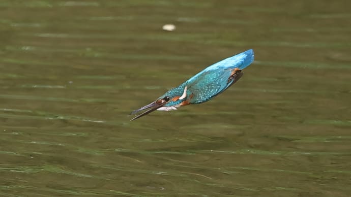 カワセミと小魚