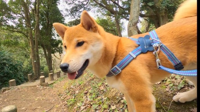 『今日の散歩』 春の匂いがした衣笠山公園