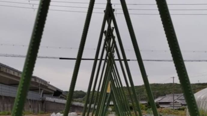 トマトの成長