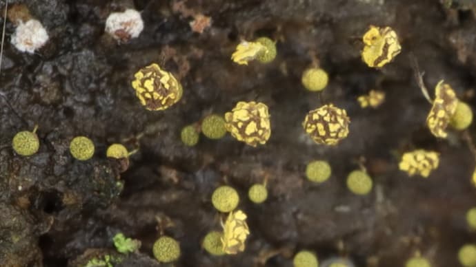アオモジホコリ(Physarum viride)と変形菌