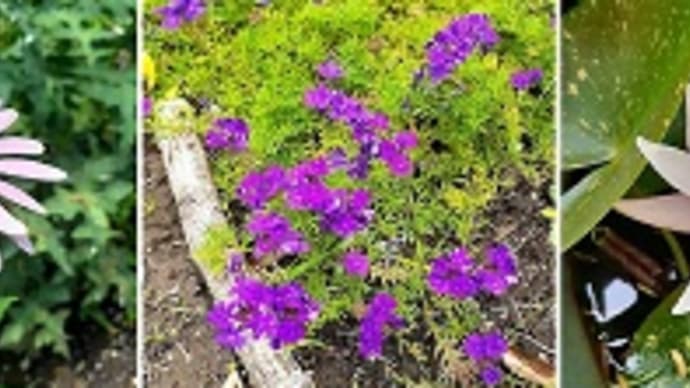 エキナセアやアガパンサスやエキノプスなど庭のあちこちに夏の花が咲き始めたとです(*'ω'*)