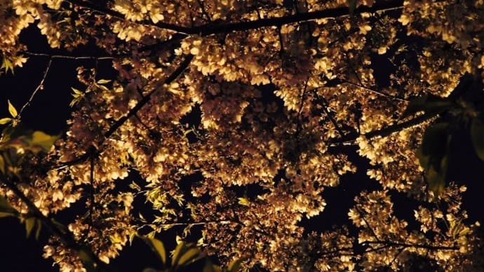 #8134 夜桜