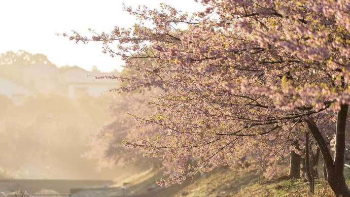 2024.2.20 河津桜(熊野市 山崎運動公園)