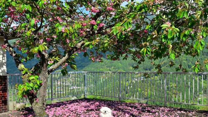 美桜の里