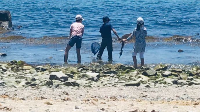 海で生ひじき。 生ひじきの下処理は圧力鍋がおススメ。