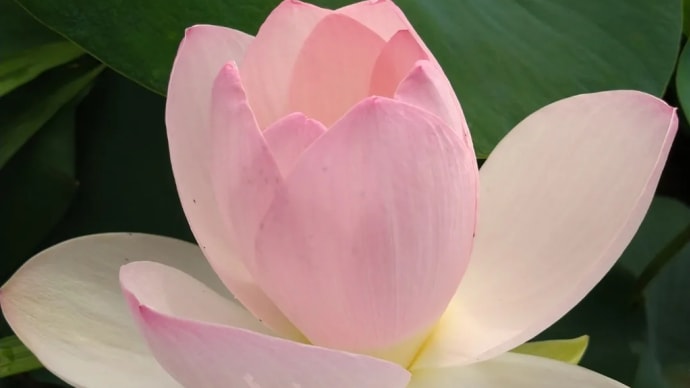 3月6日〜13日蓮鉢の植替え